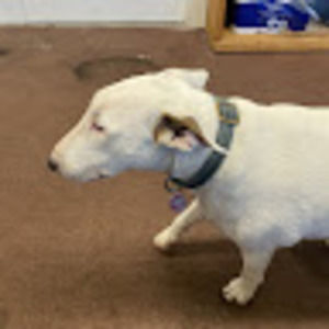 Meet your Posher, Laurie